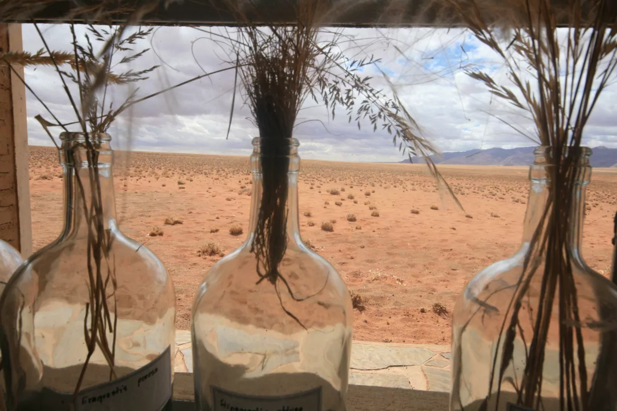 Trockenpflanzen in Namibia